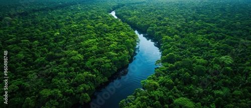 Aerial View of Lush Forest Canopy and Meandering River - Serene Nature Landscape from Above