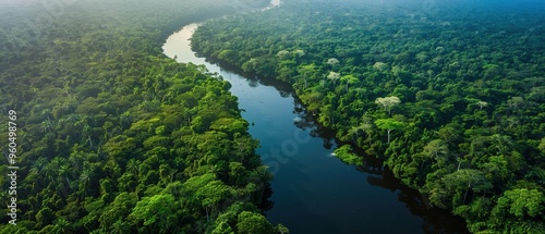 Lush Aerial View of Dense Forest Surrounding a Serene River
