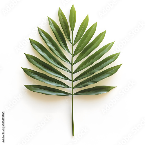 Single tropical palm leaf isolated on white background