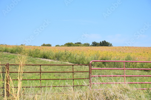 Farm Field