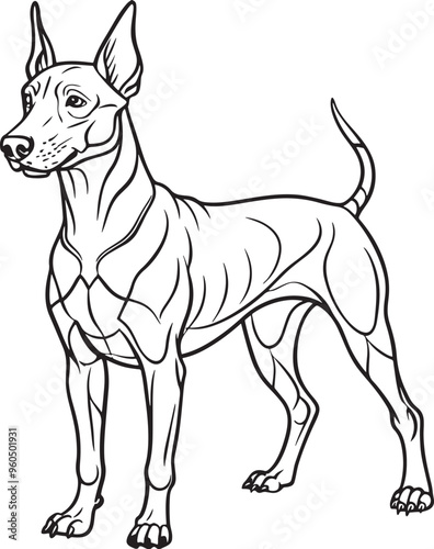 Dobermann Drawing Black and White Illustration for Coloring Pages