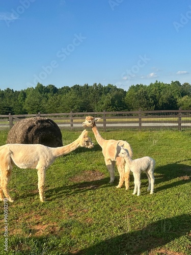 Alpacas