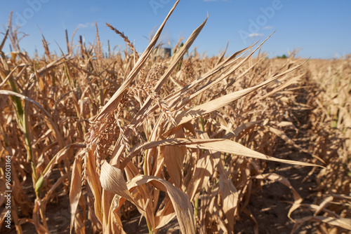 Bild auf Leinwand dried corn plants on a acre