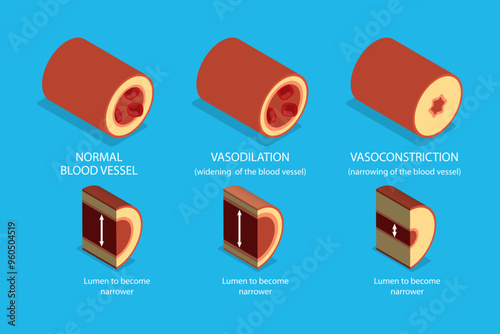 3D Isometric Flat Vector Illustration of Vasoconstriction And Vasodilation, Artery Constriction and Dilation on Blood Flow.