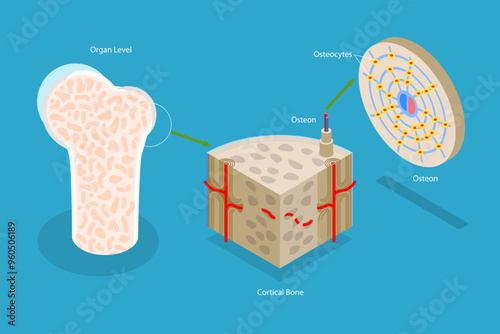 3D Isometric Flat Vector Illustration of Osteon, Diagram of Haversian System with Compact Bone Structure