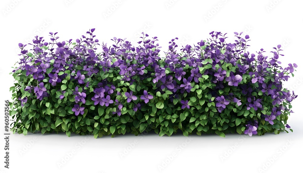 Naklejka premium Splashes nature lavender flowers purple flower on white background.
