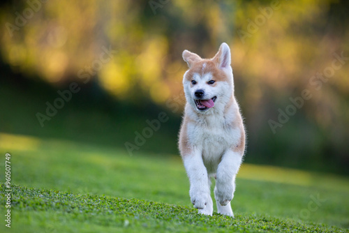 Akita Inu