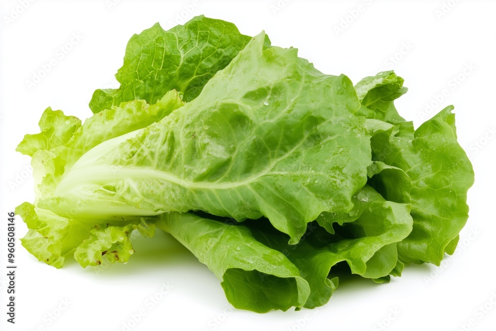 A photo of fresh, crisp lettuce leaves beautifully isolated on a clean white background. A photo of fresh, crisp lettuce leaves beautifully isolated on a clean white background.