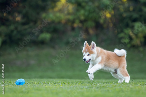 Akita inu photo