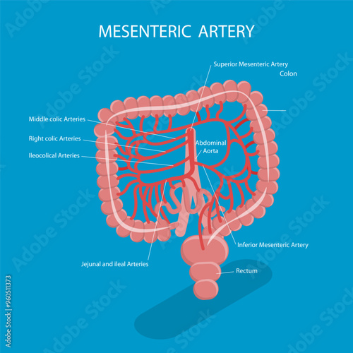 3D Isometric Flat Vector Illustration of Mesenteric Artery, Abdominal Blood Flow System