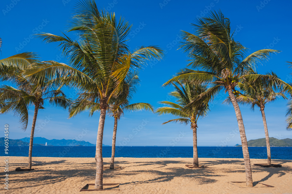 palm trees on a sandy beach in Vietnam in Nha Trang against the background of the sea palm trees on a sandy beach in Vietnam in Nha Trang against the background of the sea