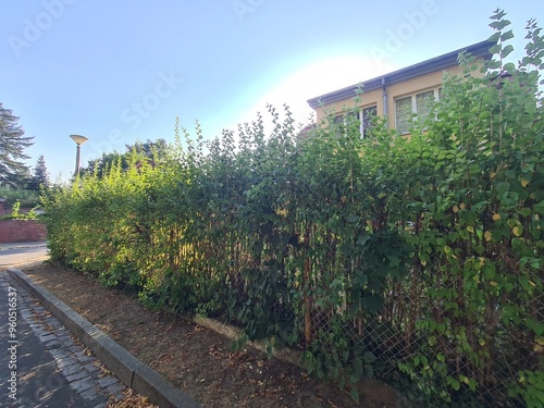 Bild auf Leinwand eine grüne Hecke in einer Wohngegend in Potsdam Babelsberg, Brandenburg