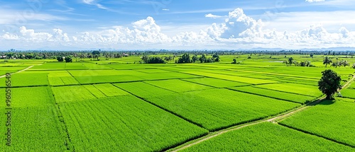 Expansive green fields under a bright blue sky, showcasing the beauty of nature and agricultural landscapes. photo