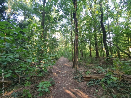 Naturpfad durch ein kleines Waldareal in Babelsberg, einem Stadtteil von Potsdam photo