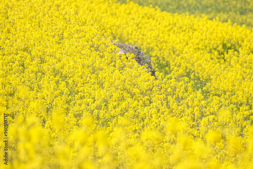 一面に広がる菜の花畑