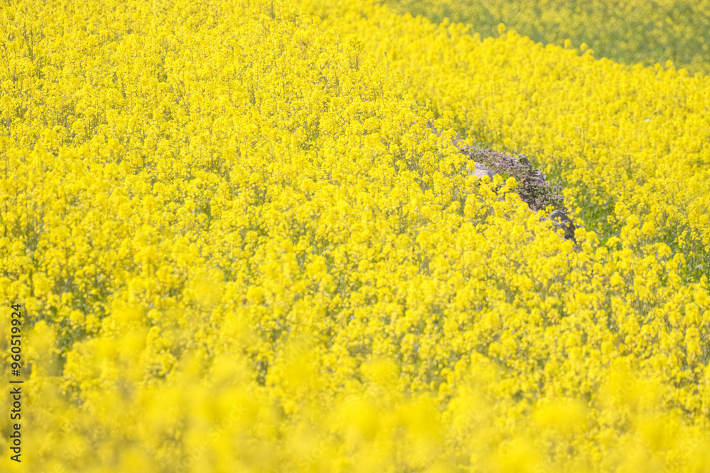 満開の菜の花畑 満開の菜の花畑