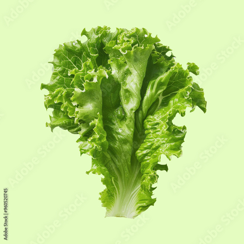 organic lettuce on white background