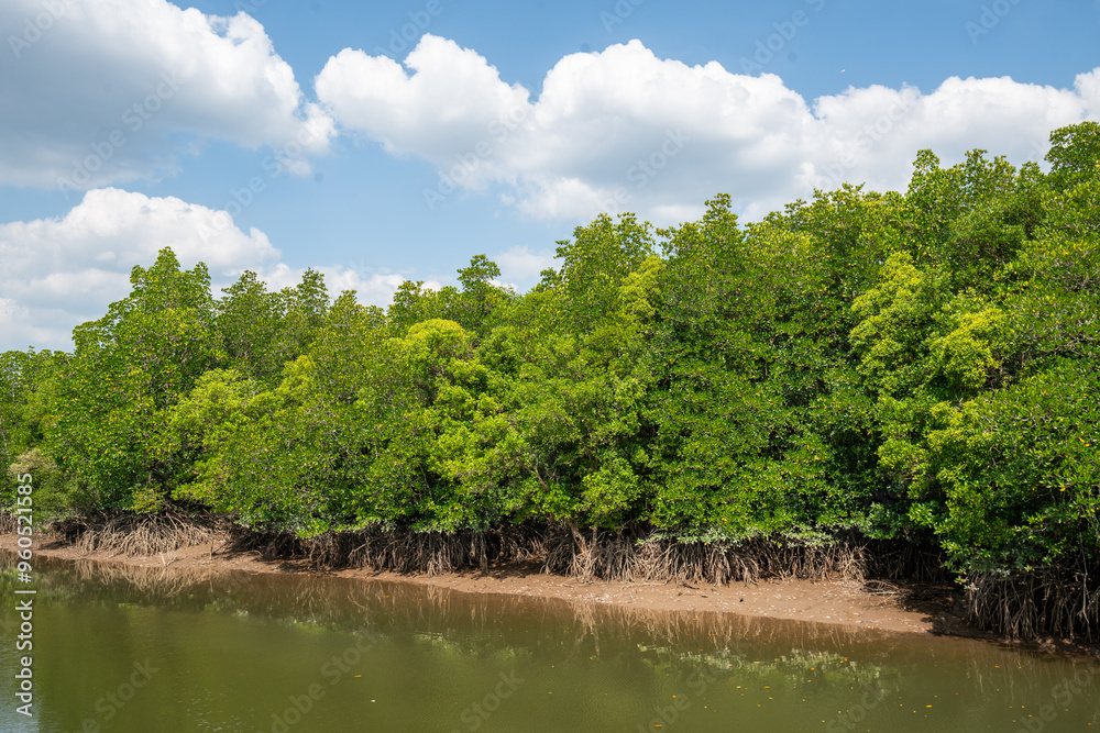 Lush green mangrove trees line a calm body of water. Lush green mangrove trees line a calm body of water.