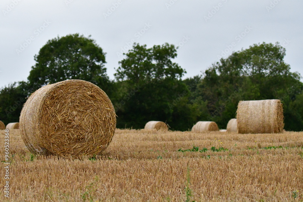 Hay bales in the field. Poulakerry, Clonmel, Co. Tipperary, Ireland Hay bales in the field. Poulakerry, Clonmel, Co. Tipperary, Ireland