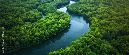 Serene Aerial View of a Winding River Meandering Through Lush Forest Canopy