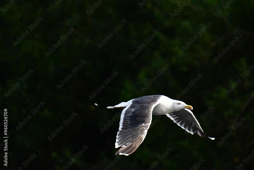 Fototapeta premium Seagull in flight, river Suir, Carrick-on-Suir, Co.Tipperary, Ireland