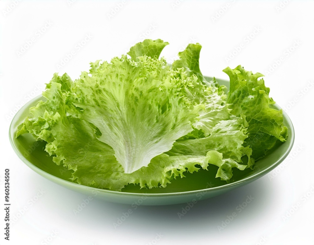 salad, lettuce leaf, isolated on white background salad, lettuce leaf, isolated on white background