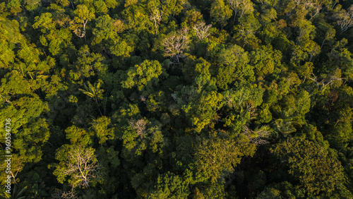 Peruvian Amazon rainforests, aerial photos taken with drone of the Amazon, biodiverse forests, with a large number of trees photo