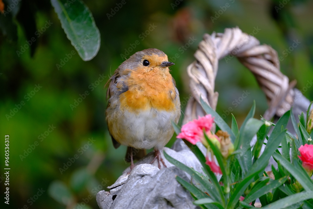 Robin around a pink flowers Robin around a pink flowers