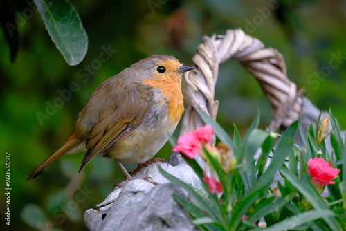 Robin in the garden