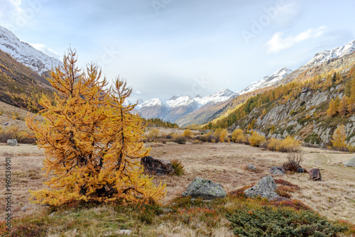 Orange Autumn Larch trees forest with fog above. Autumn or Fall forest background