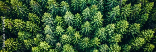 Aerial view of dense forests capturing co2 for carbon neutrality and achieving net zero emissions photo