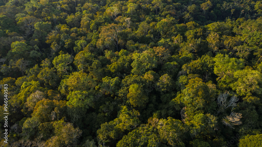 Peruvian Amazon rainforests, aerial photos taken with drone of the Amazon, biodiverse forests, with a large number of trees Peruvian Amazon rainforests, aerial photos taken with drone of the Amazon, biodiverse forests, with a large number of trees