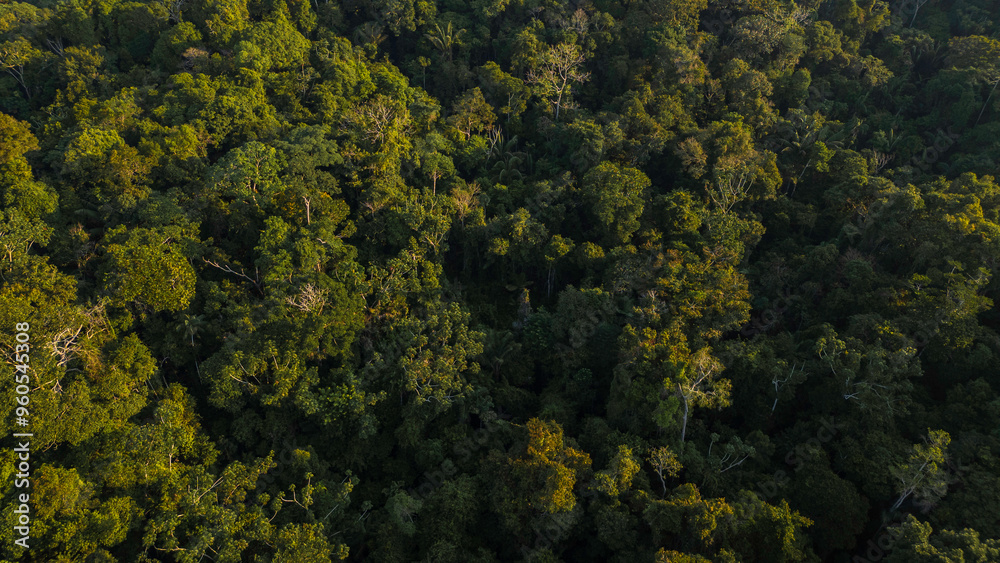 Peruvian Amazon rainforests, aerial photos taken with drone of the Amazon, biodiverse forests, with a large number of trees Peruvian Amazon rainforests, aerial photos taken with drone of the Amazon, biodiverse forests, with a large number of trees