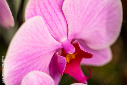 Close up of Pink Orchid