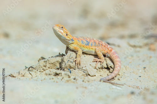 Closeup of a Bearded Dragon (Pogona vitticeps), re native to Australia. Both the scientific and the common name of the Bearded Dragon refer to the spiny “beard” . photo