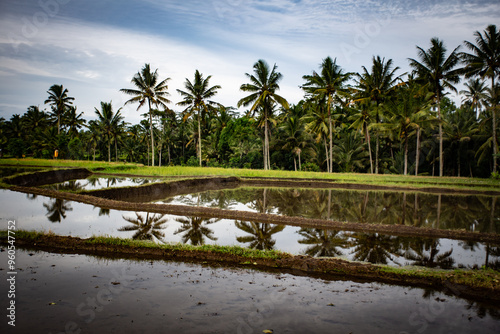 Palm Tree Reflections photo