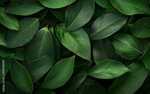 Lush dark green leaves with detailed veining, creating a rich and textured background, ideal for environmental and organic concepts