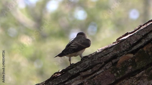 Pajarito pequeño posado en árbol con fondo verde desenfocado, explorando su entorno