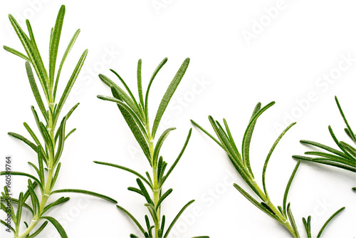fresh rosemary isolated on white