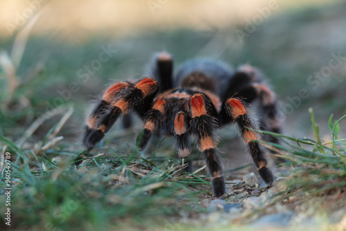 Rachypelma auratum (also called Mexican flame knee) is a tarantula endemic to the regions of Guerrero and Michoacán in Mexico. photo