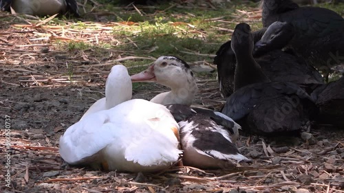 grupo de patos sentado