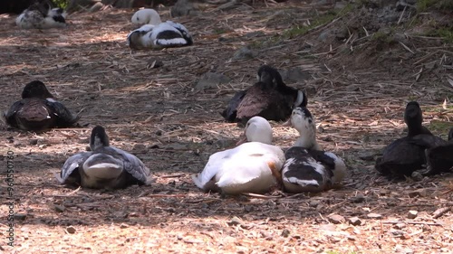 grupo de patos sentado