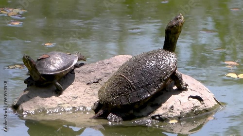 Tortuga adulta y una cría tomando el sol sobre una piedra en medio de un estanque.