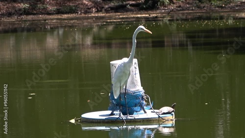 Garza blanca posada en flotador en medio de un lago, observando su entorno