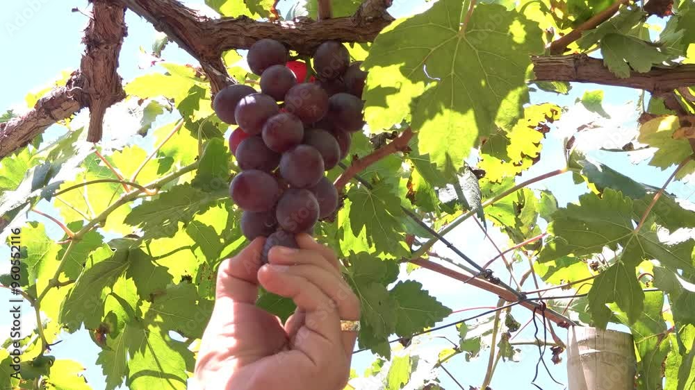 mano tomando una uva del racimo de uvas colgando de su rama