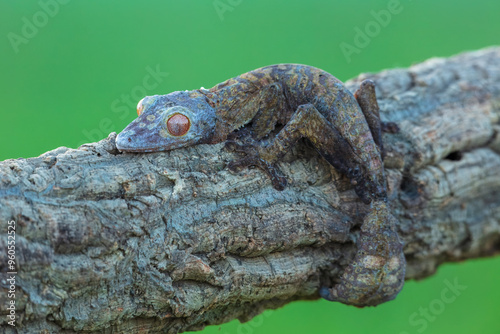 Henkel's Leaf-Tailed Gecko - Fringed Leaf-Tailed Gecko is a species of gecko endemic to Madagascar. photo