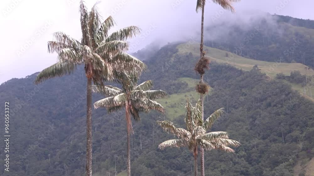 Campos del Valle del Cocora en Salento Quindío