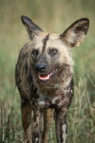 Tapety artystyczne Wild dog