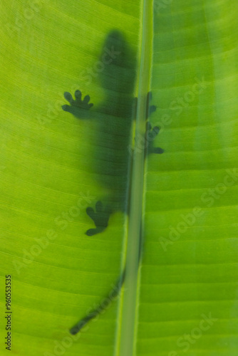 The crested gecko or eyelash gecko (Correlophus ciliatus) is a species of gecko native to southern New Caledonia. photo