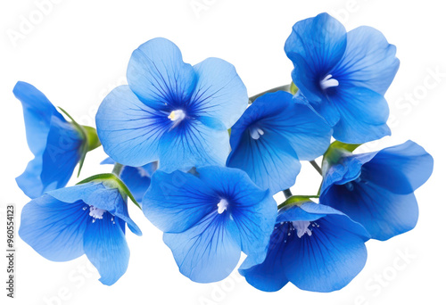 PNG Foget me nots flower petal plant blue.